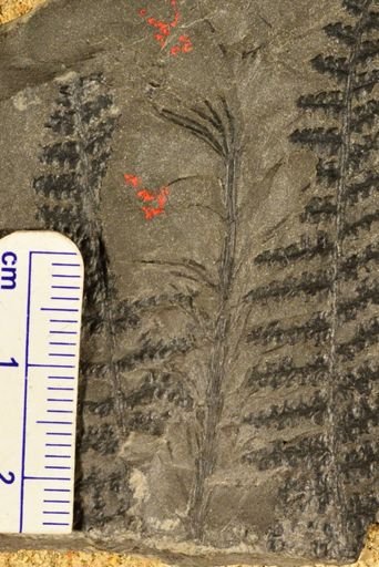 Asterophyllites sp.