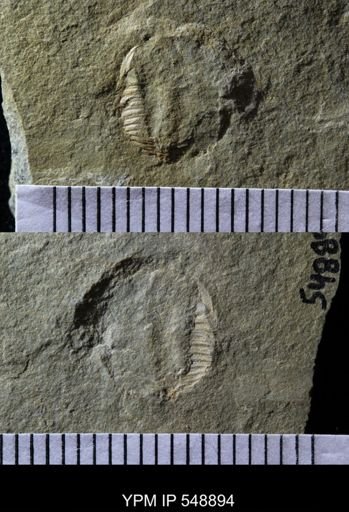 Trilobita