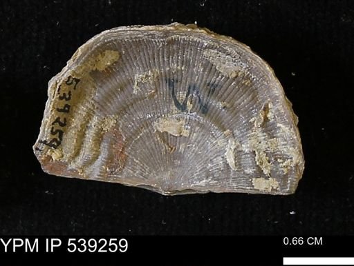Leptaena rhomboidalis tenuistriata