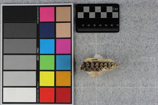 Merycoidodon culbertsoni