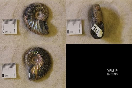 Jeletzkytes nebrascensis