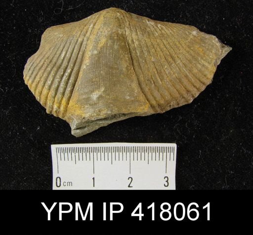 undet. Cyrtospiriferoidea