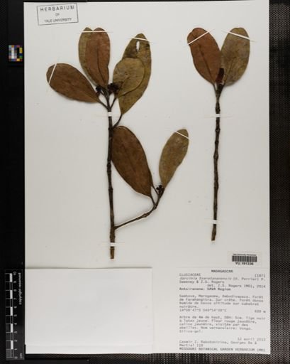 Plantae