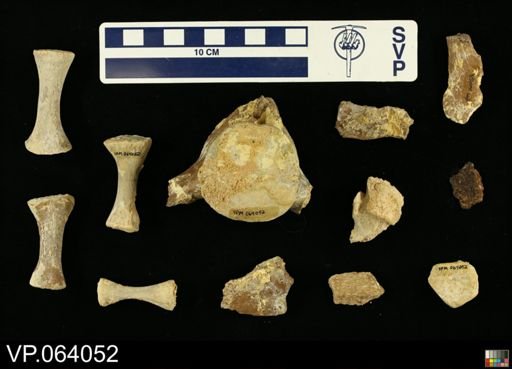 undet. Mosasauridae