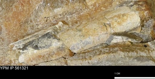 Baculites sp.