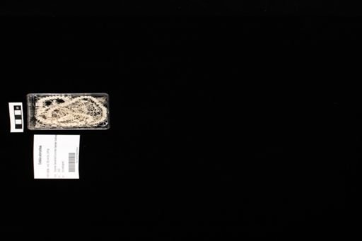 Crotalus adamanteus