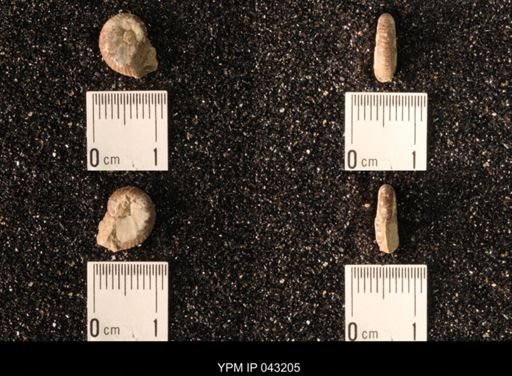 Hoploscaphites nicolletii