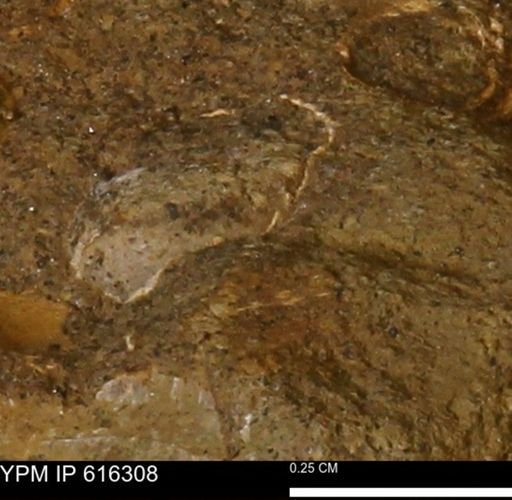 Protocardia subquadrata