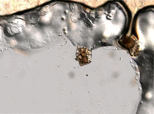 Brachionus