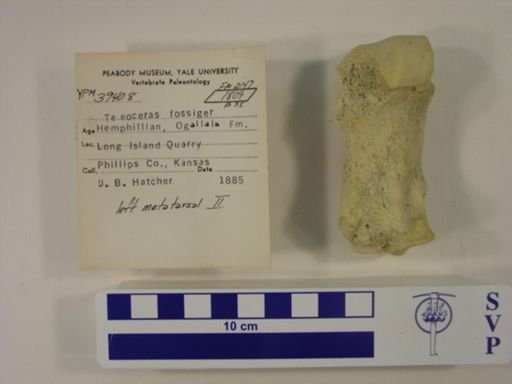 Teleoceras fossiger