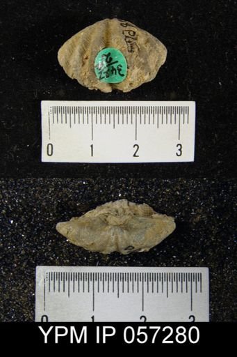 Megakozlowskiella perlamellosa