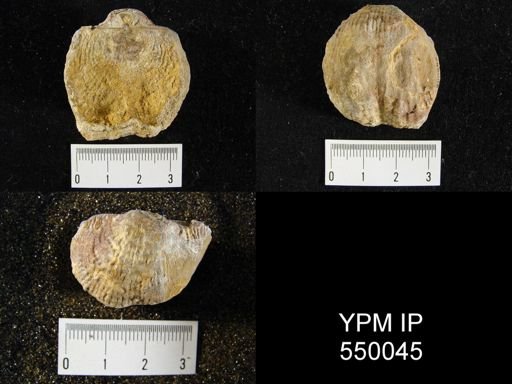 Productus magnicostatus