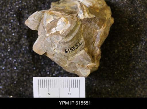 Inoceramus sp.