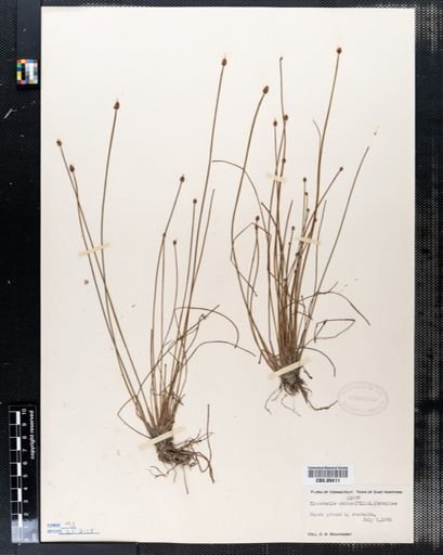 Eleocharis obtusa