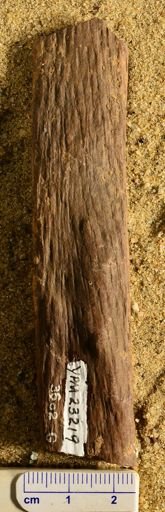 Lepidodendron sp.