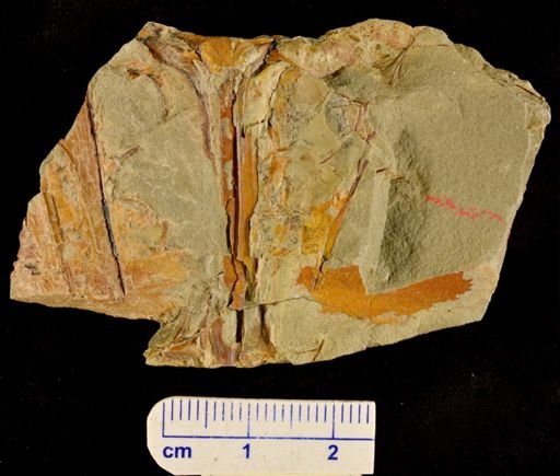 Rhacophyton sp.
