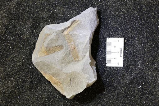Bryozoa