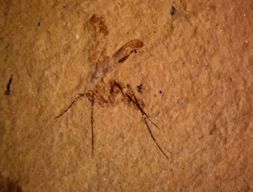 undet. Mycetophilidae