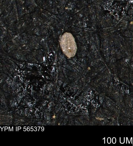 Miliammina ischnia