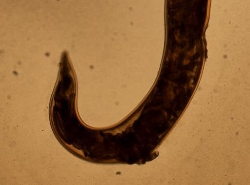 Ancylostoma caninum