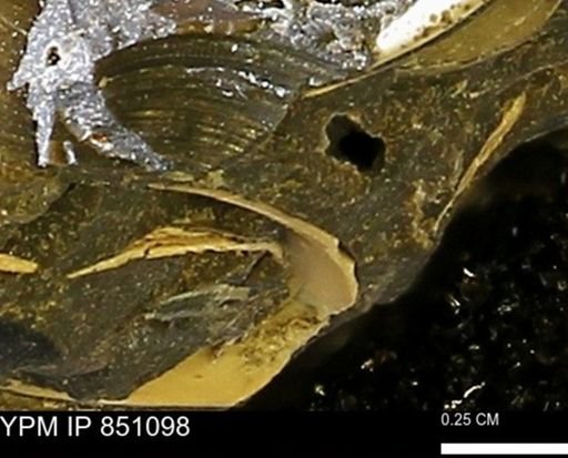 Limopsis striatopunctatus
