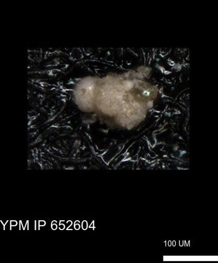 undet. Foraminiferida
