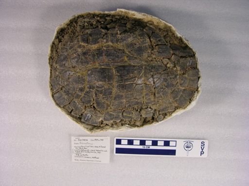 Echmatemys sp.