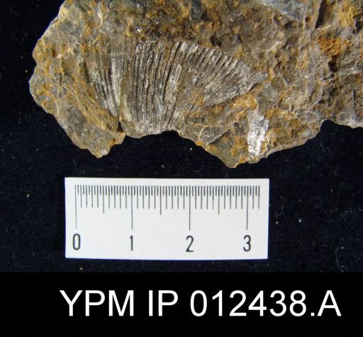 Spirifer costella