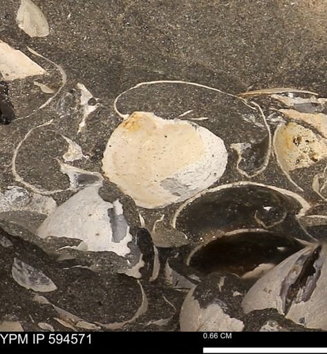 Protocardia sp.