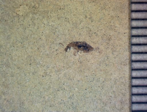 undet. Curculionidae