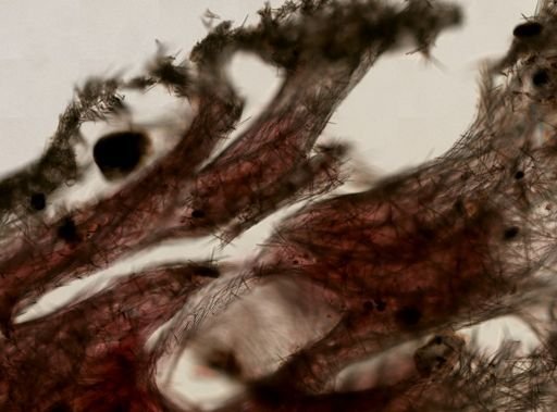 Halichondria