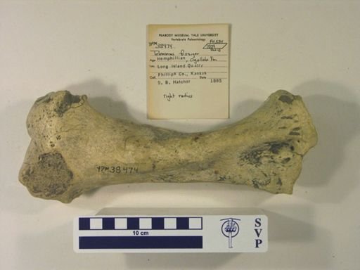 Teleoceras fossiger