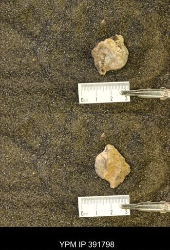 Scaphites whitfieldi