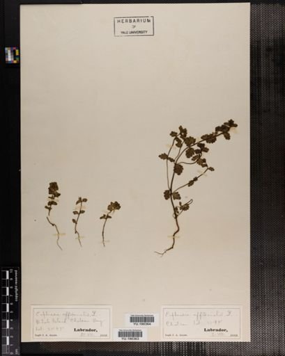 Plantae
