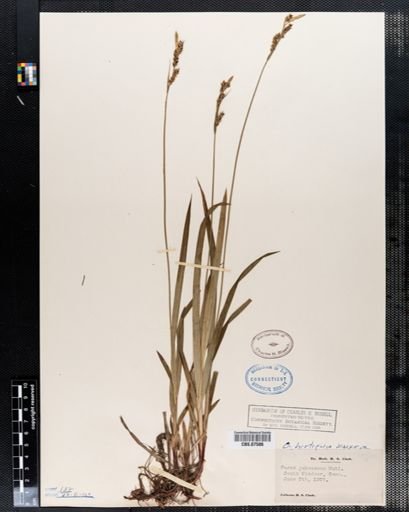 Carex pubescens
