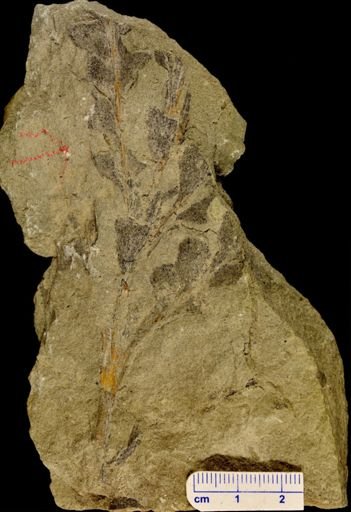 Archaeopteris sp.