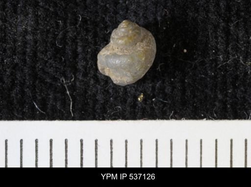 Viviparus montanaensis