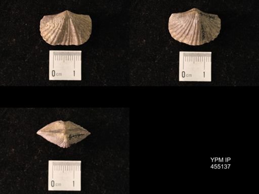 Platystrophia sublaticosta