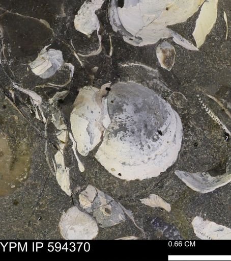 Protocardia sp.