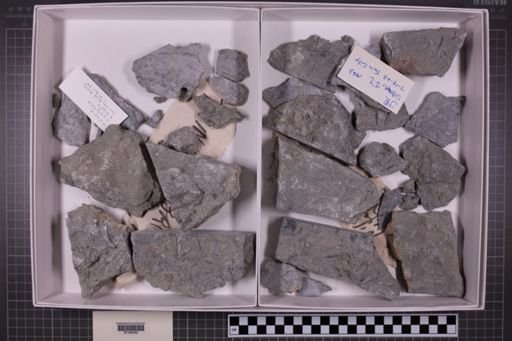 mixed taxa, stratigraphic collection