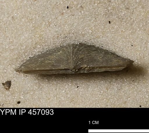 Stropheodonta sp.