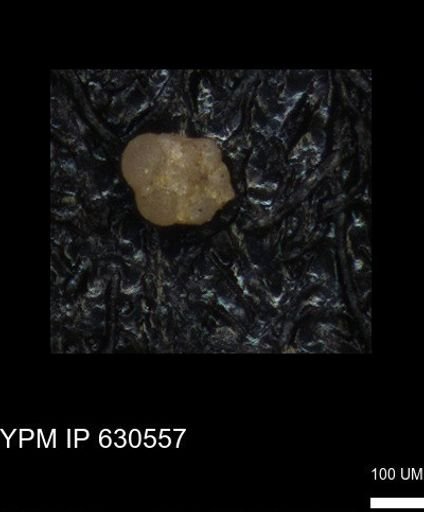 undet. Foraminiferida