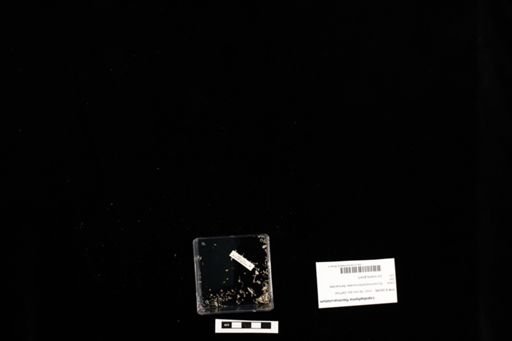 Lepidophyma flavimaculatum