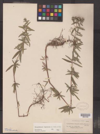 Pycnanthemum virginianum
