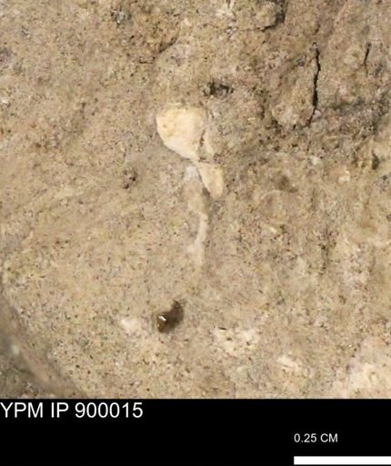 undet. Mollusca