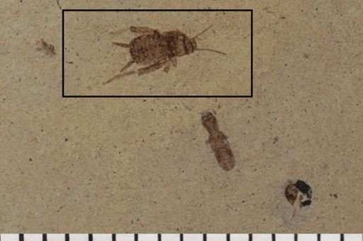 Myrmecophilidae