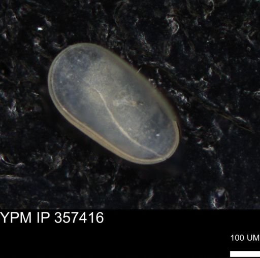 undet. Ostracoda