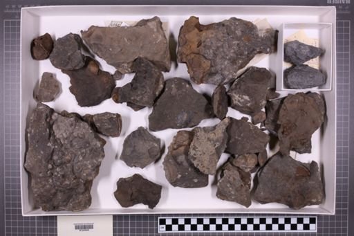 mixed taxa, stratigraphic collection