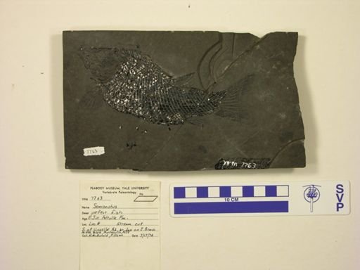 Semionotus tenuiceps