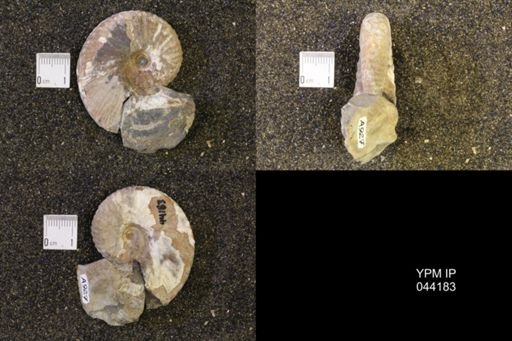 Hoploscaphites nicolletii